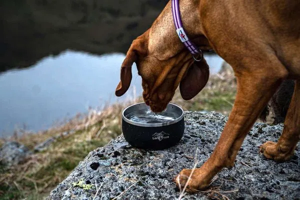 Long Paws - Lunar Bowl Set