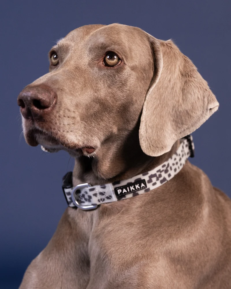 PAIKKA Glow Collar 2.0 for Dogs - 2.5X44-65CM