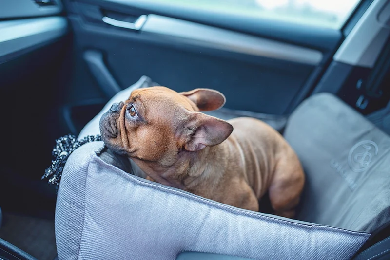 Oh Charlie Dog Car Seat Bed Elite