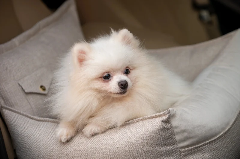 Oh Charlie Dog Car Seat Bed Winston