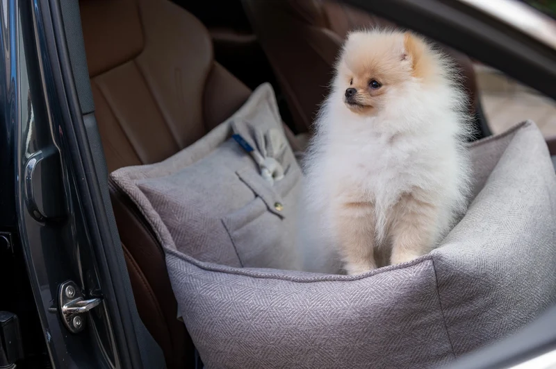 Oh Charlie Dog Car Seat Bed Florence