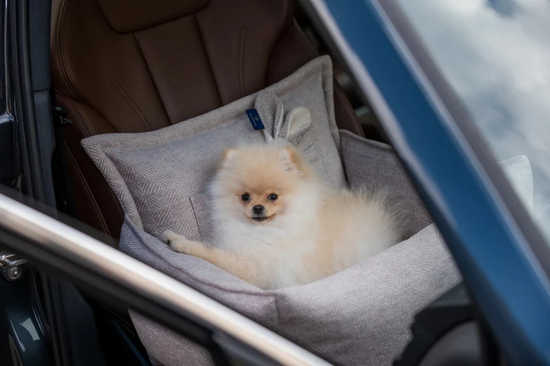 Oh Charlie Dog Car Seat Bed Florence