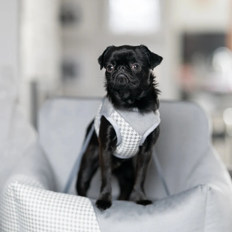 Oh Charlie Dog Car Seat Modern Finessa
