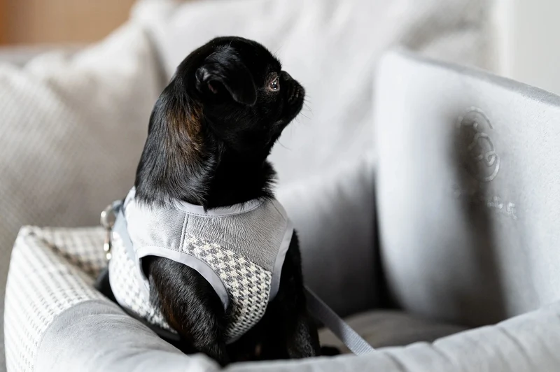 Oh Charlie Dog Car Seat Modern Finessa