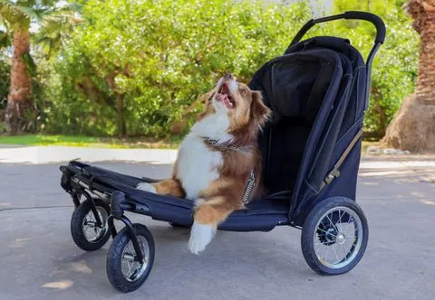Petique Apollo Elite Pet Stroller & Trailer | Integrated Ramp
