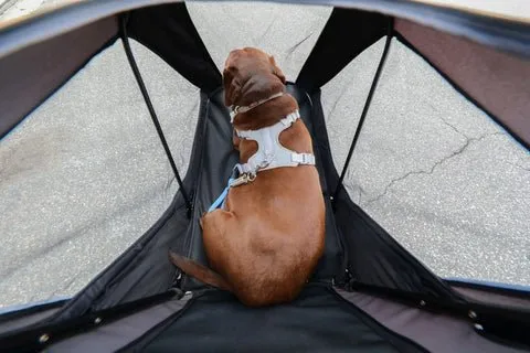 Petique Apollo Elite Pet Stroller & Trailer | Integrated Ramp