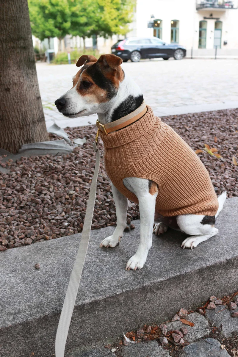 Tadazhi Female Dog Wool Sweater