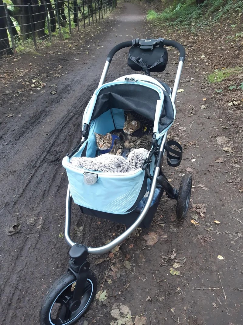 Ibiyaya The Beast Dog Jogging Stroller