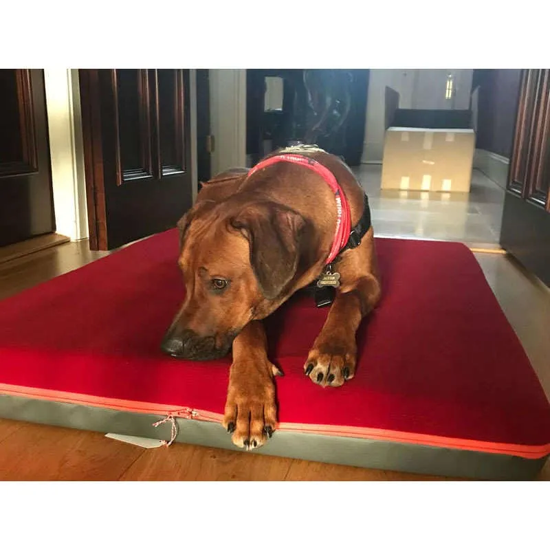 Pet Interiors Orthopedic Dog Mattress & Blanket PAUL