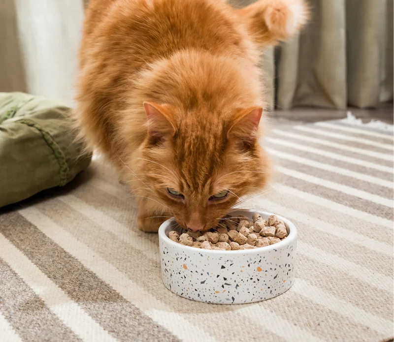 Open Farm Freeze Dried Raw Chicken & Salmon Morsels Dry Cat Food 99G