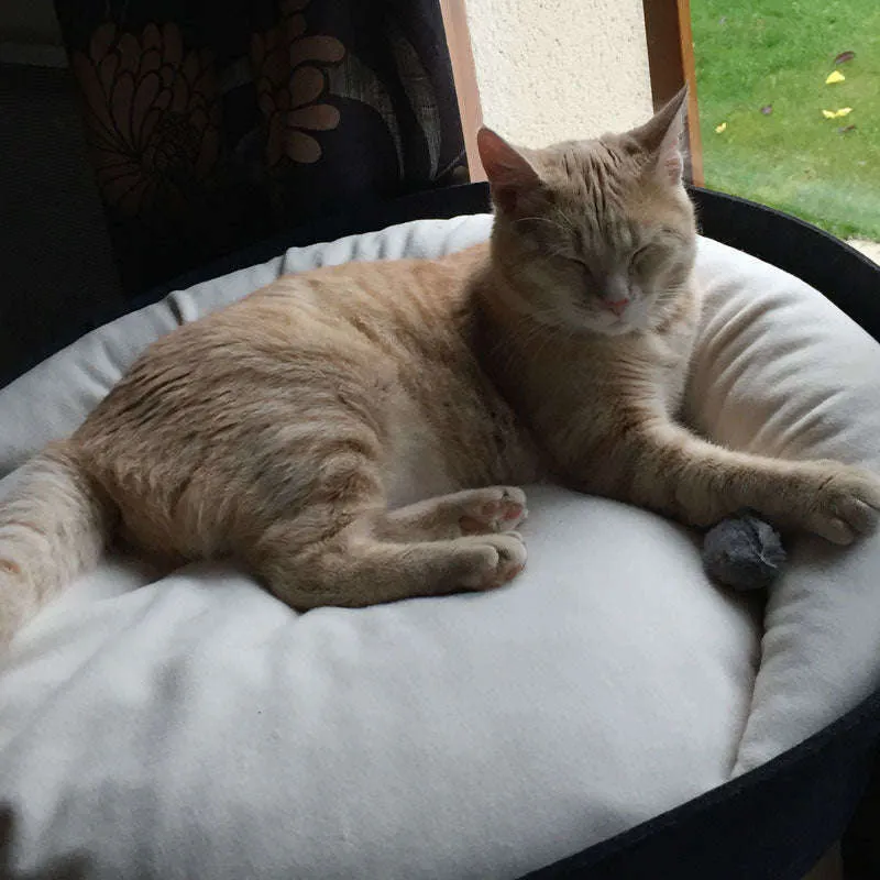 Pet Interiors ARENA Felt Designer Cat Bed