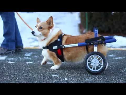 Walkin’ Wheels CORGI Wheelchair