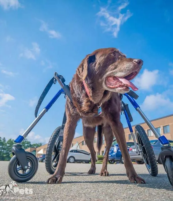 Walkin Wheels® Full Support/4-Wheel LARGE Dog Wheelchair (31 to 82 kg)