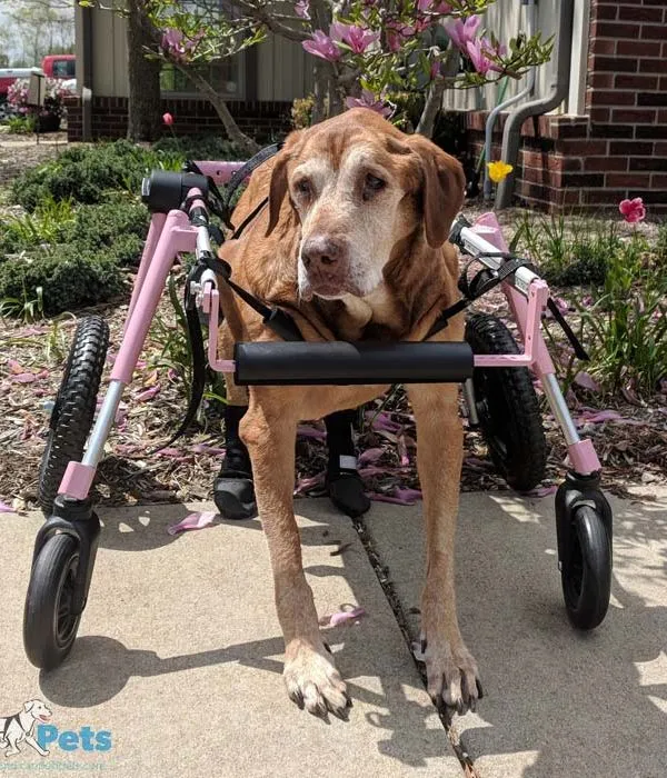 Walkin Wheels® Full Support/4-Wheel LARGE Dog Wheelchair (31 to 82 kg)