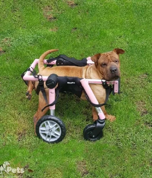 Walkin Wheels® MEDIUM Dog Front Wheel Attachment