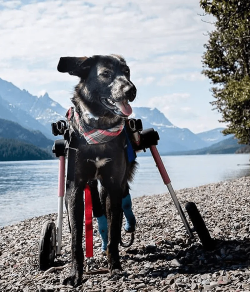 Walkin Wheels® MEDIUM Rear Dog Wheelchair (11 to 30kg)
