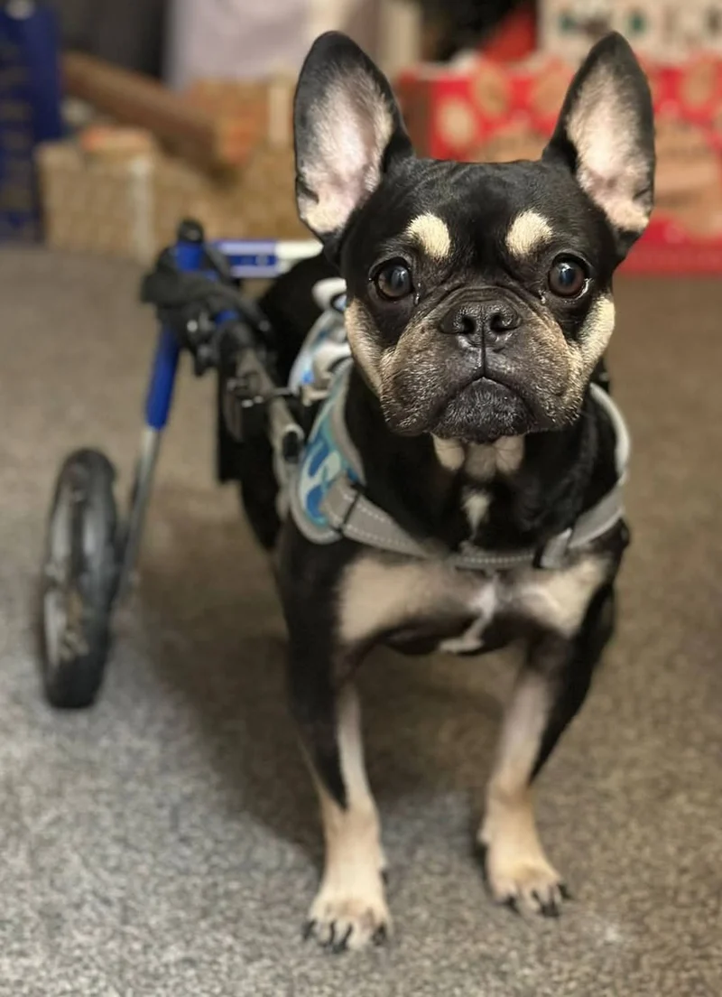 Walkin Wheels® SMALL Rear Dog Wheelchair (3.5 - 11kg)
