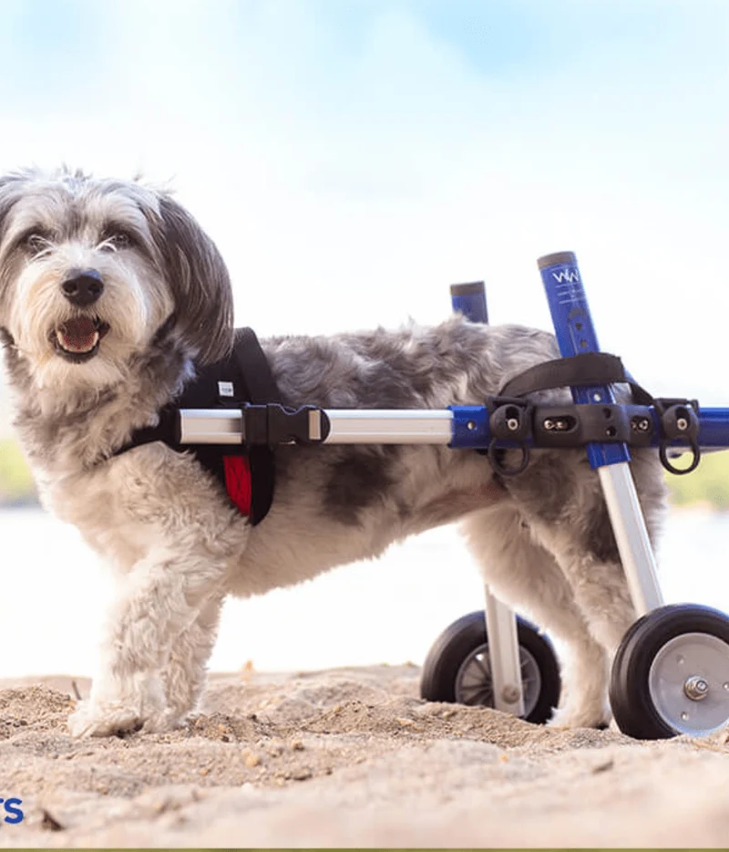 Walkin Wheels® SMALL Rear Dog Wheelchair (3.5 - 11kg)