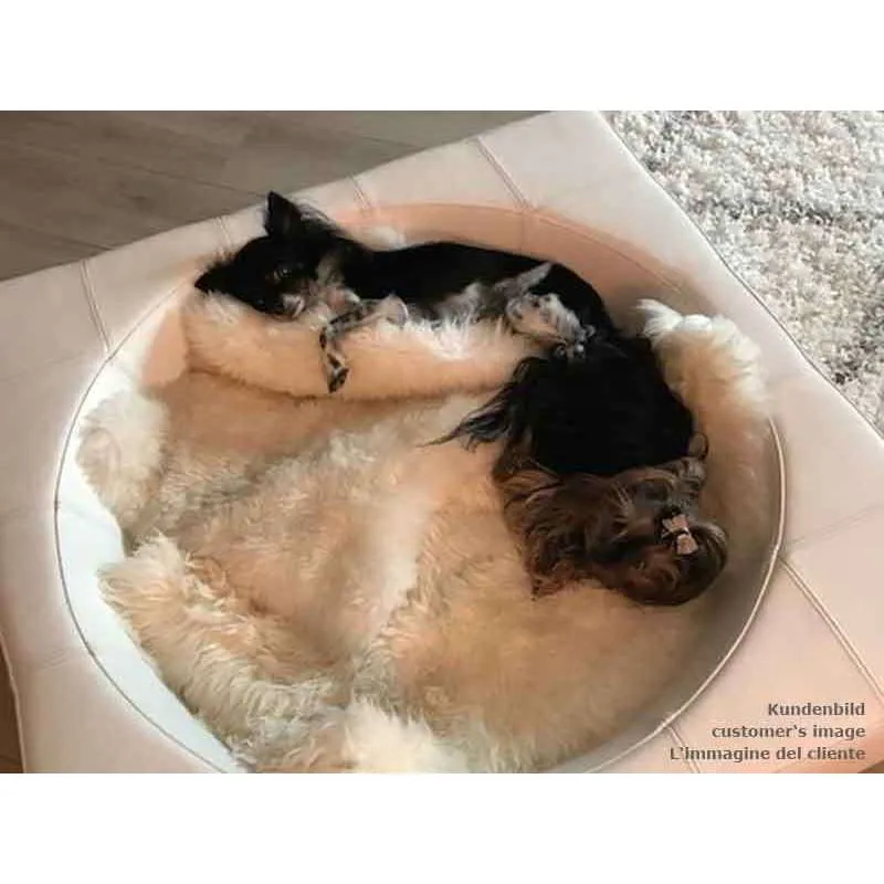 Pet Interiors Cube Genuine Leather Dog Bed