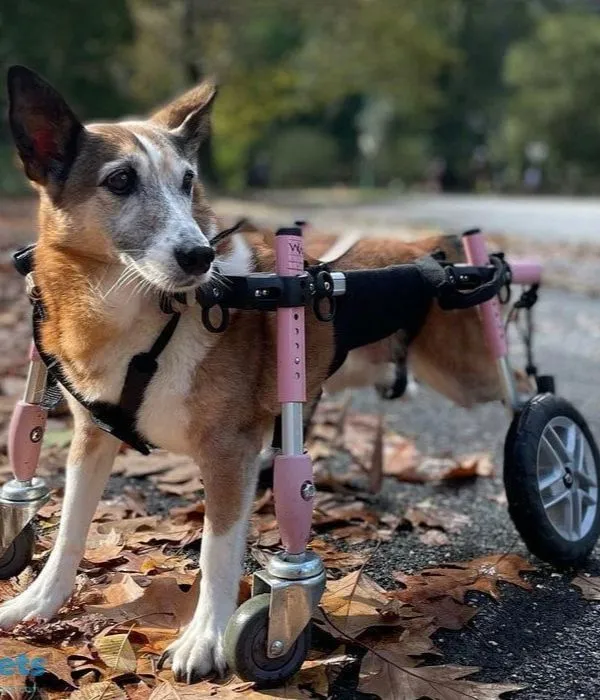 Walkin Wheels® SMALL Front Wheels Attachment