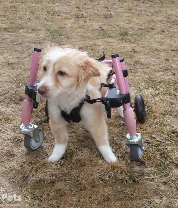 Walkin Wheels® SMALL Front Wheels Attachment