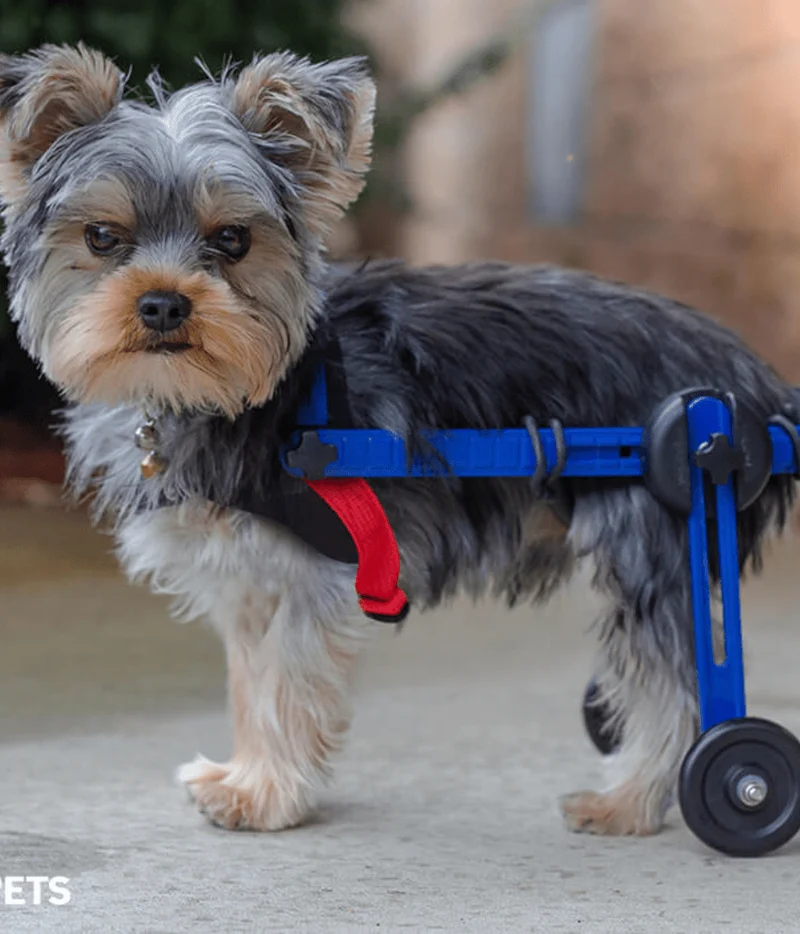 Walkin Wheels® MINI Rear Dog Wheelchair (up to 3.5kg)