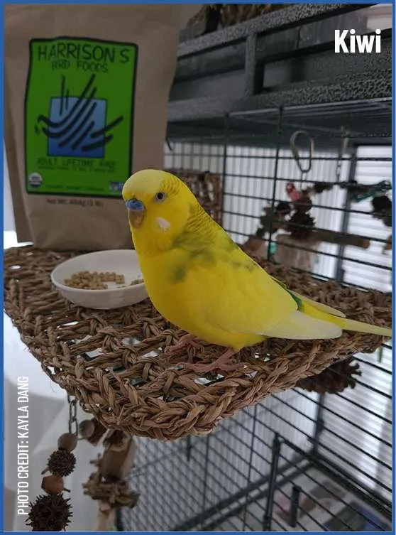 Harrison's Adult Lifetime Fine Bird Food