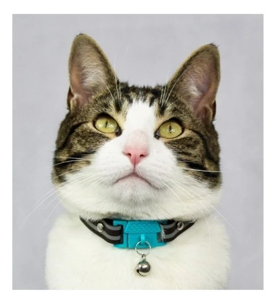 Kittyrama Havana Cat Collar 19.5cm - 26.5cm