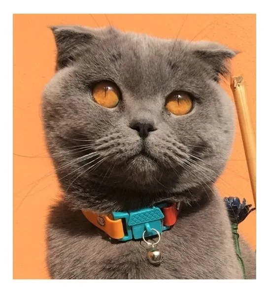 Kittyrama Copacabana Cat Collar 19.5cm - 26.5cm