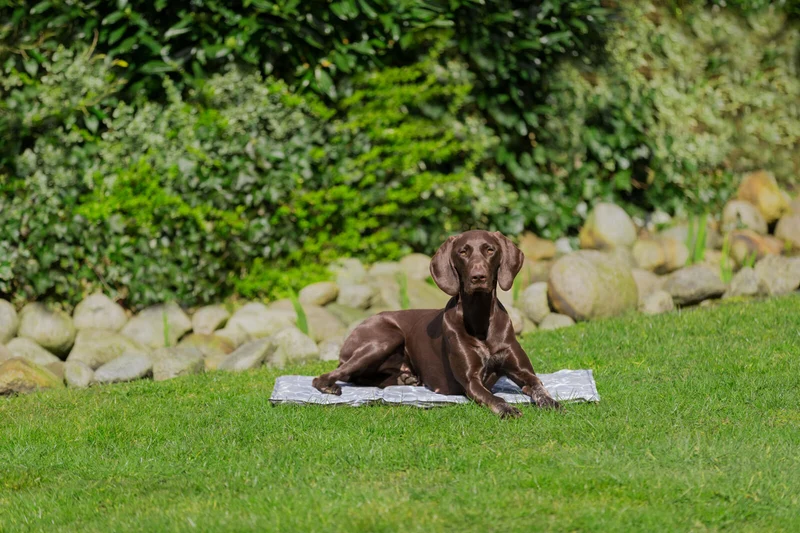 Trixie Soft Cooling Mat