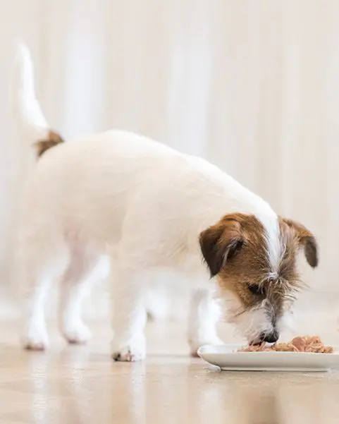 Schesir Chicken Fillets With Apple Adult Wet Dog Food In Jelly 150G