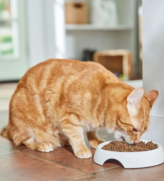 Farmina N&D Chicken and Pomegranate Prime Adult Dry Cat Food