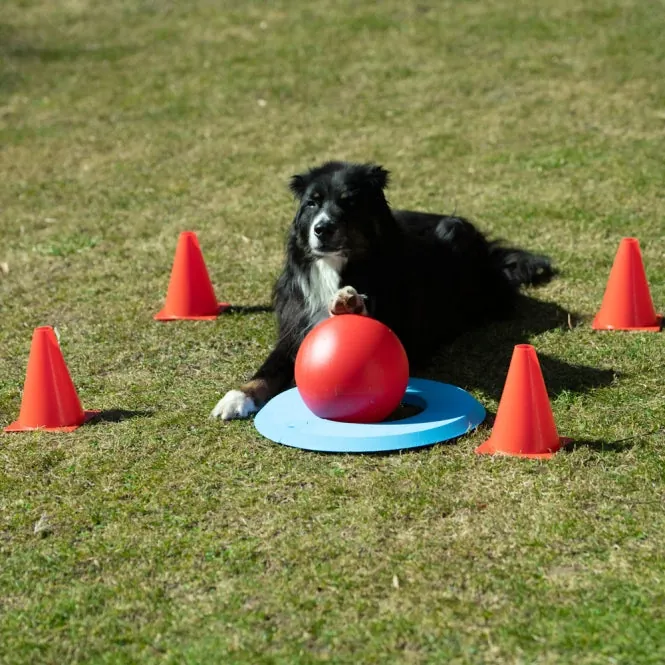 PROCYON Dog Golf Set – für Hunde