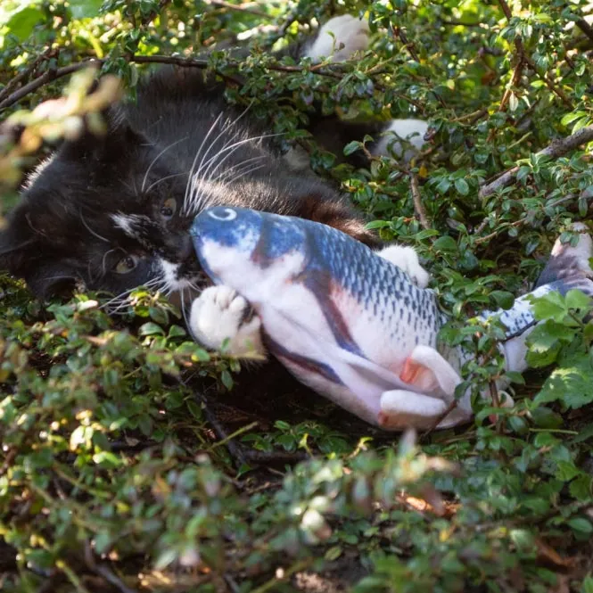 Robocat Karpfen - 30 cm – interaktives Spielzeug für Katzen