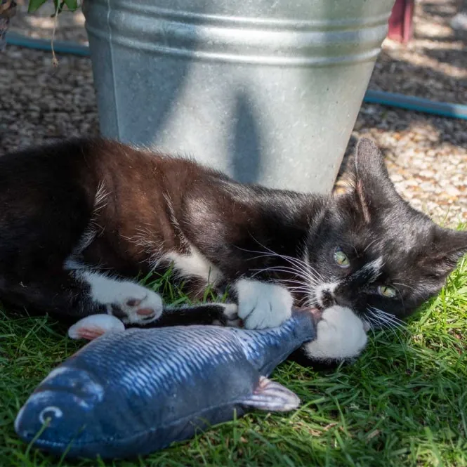 Robocat Karpfen - 30 cm – interaktives Spielzeug für Katzen