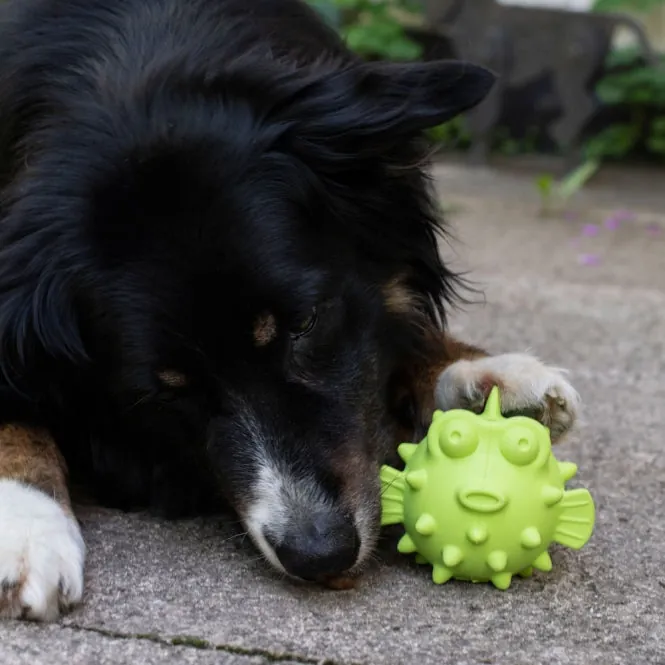 PROCYON TPR Snackball Fisch - für Hunde mit Leckerlis
