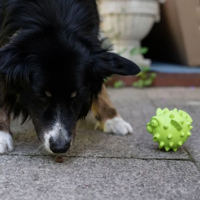 PROCYON TPR Snackball Fisch - für Hunde mit Leckerlis