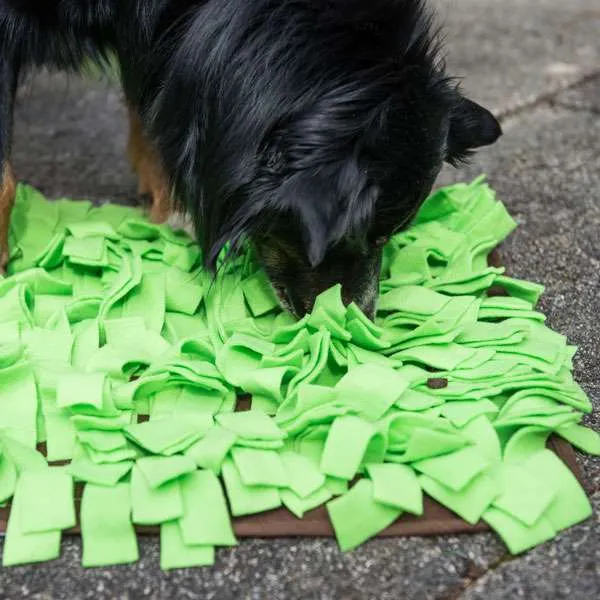 PROCYON Schnüffelwiese - für Hunde mit Leckerlis