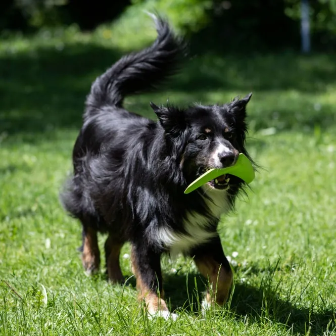 PROCYON TPR Boomerang - extrem beißfest für Hunde