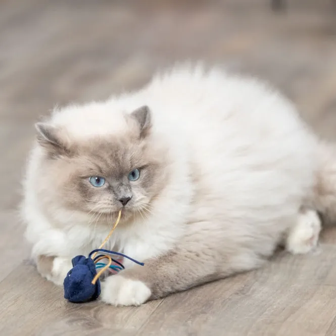 Trixie Katzenspielzeug Meerestiere – 5–8 cm