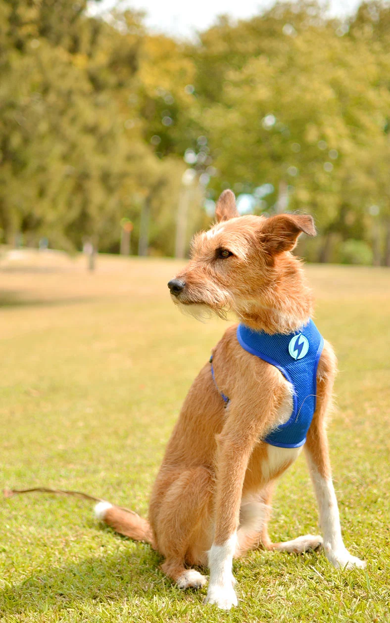Dashi Reversible Nebula Neo Mesh Harness for Dogs