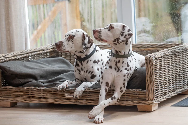 51DN Rattan Rectangular Cat & Dog Bed Basket With Cushion