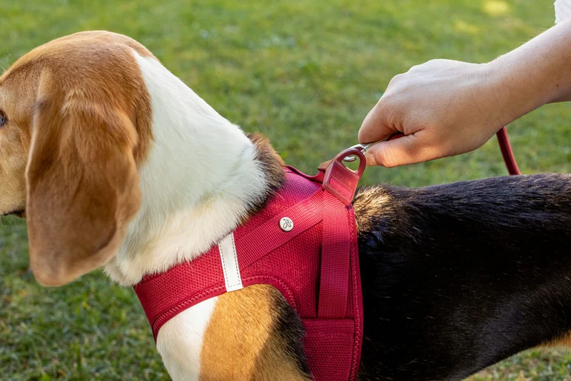 Curli Softshell Vest Harness With Curli Clasp For Dogs