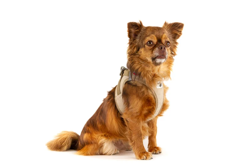 Curli Cord Vest Harness With Curli Clasp for Dogs