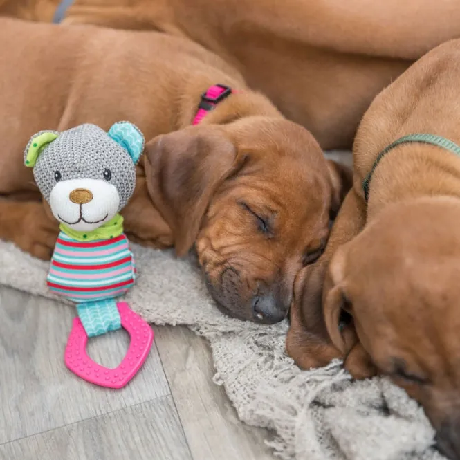 Trixie Junior Bär mit Beißring - 23 cm – waschbar bei 30°C
