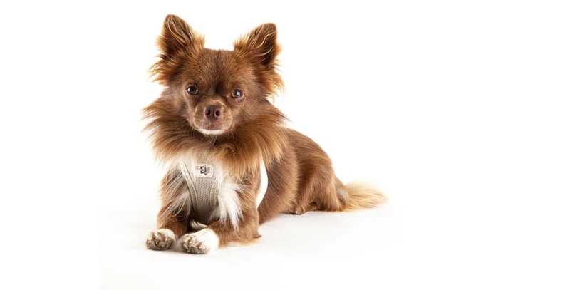 Curli Air-Mesh Vest Harness With Curli Clasp For Dogs