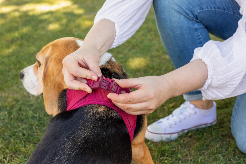 Curli Air-Mesh Vest Harness With Curli Clasp For Dogs
