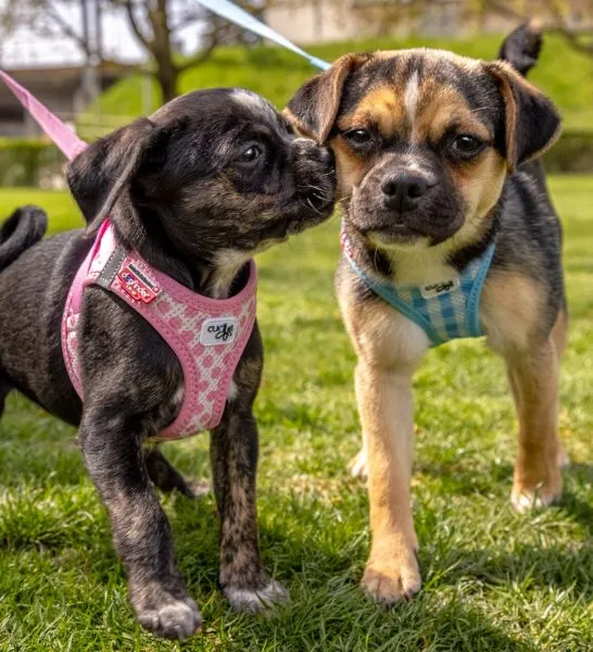Curli Vest Harness with Curli Clasp Air Mesh & Leash for Dogs