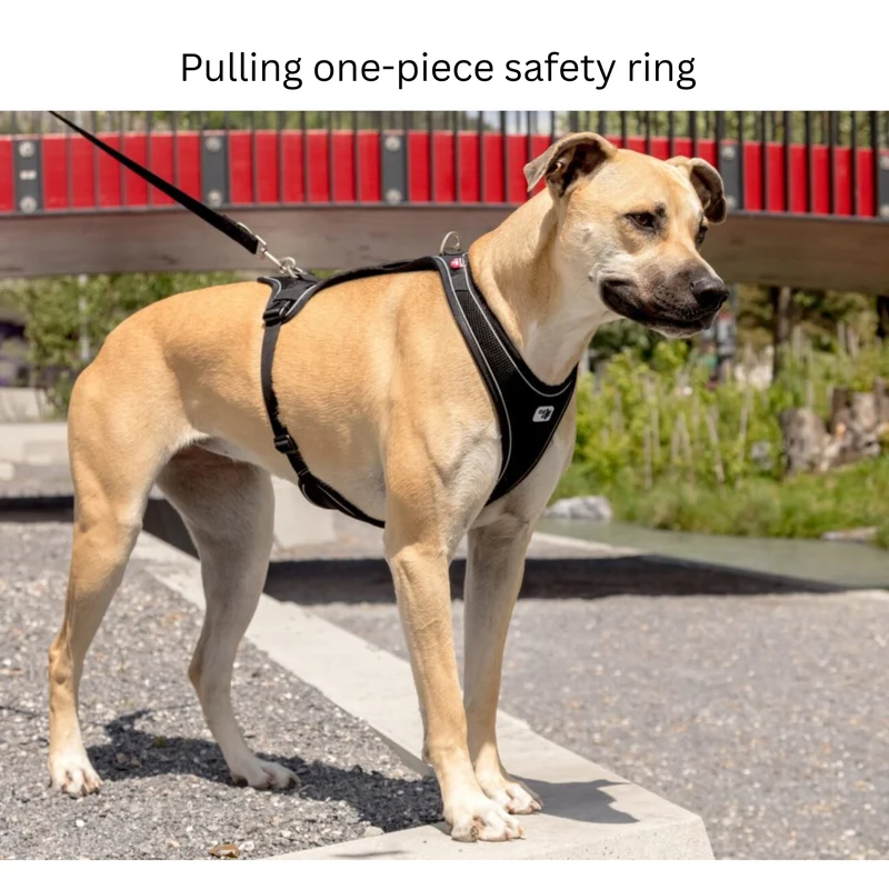Curli Belka Comfort Adjustable Harness With Padded Buckles For Dogs