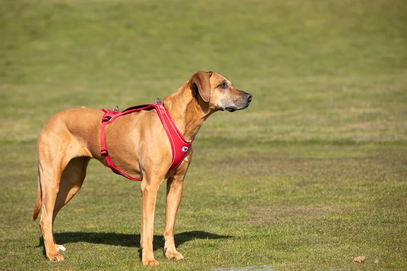 Curli Belka Comfort Adjustable Harness With Padded Buckles For Dogs
